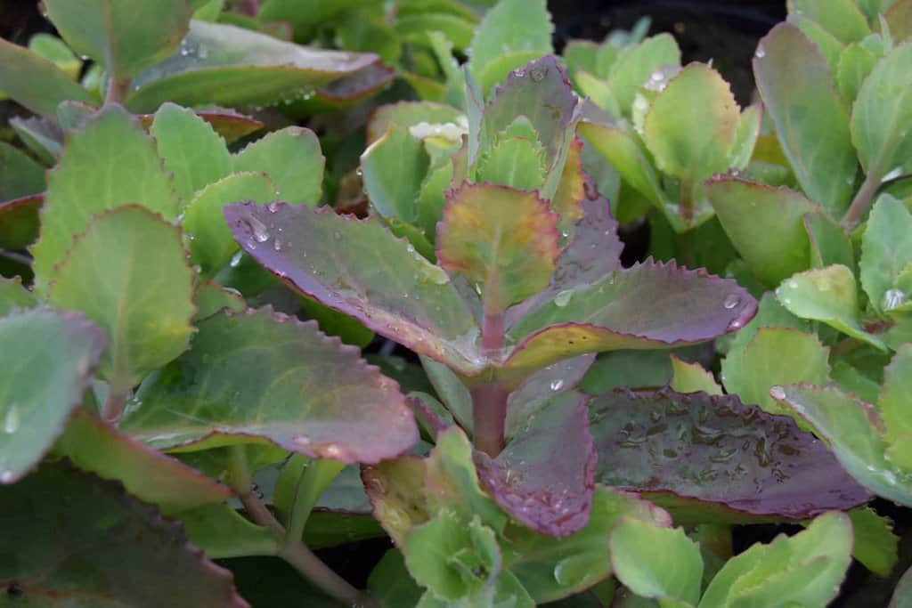 Sedum telephium 'Matrona' ---